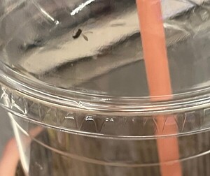 2000원 커피 다 마시고 1시간 뒤…"뚜껑에 날파리 붙었다" 환불 요구